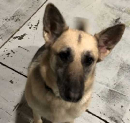 Photo of ANNIE