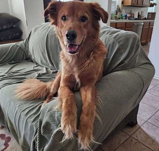 Photo of Cooper