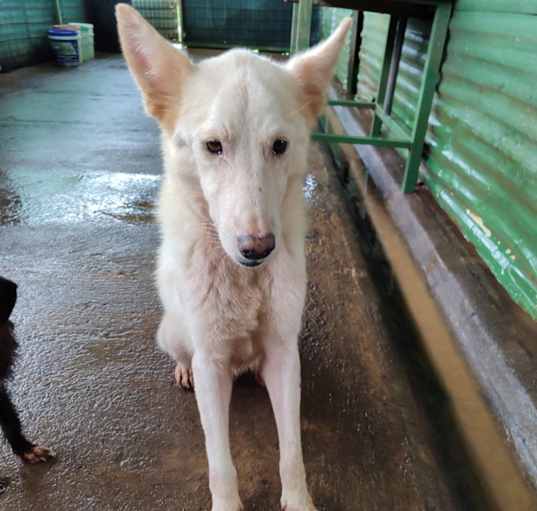 Photo of Snow White