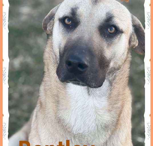 Photo of Bentley