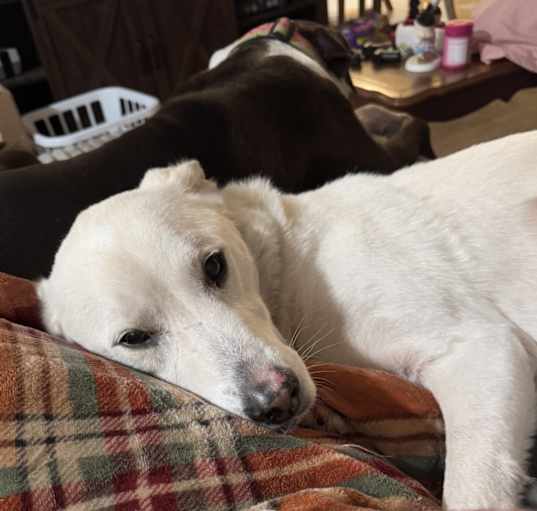 Photo of Elsa