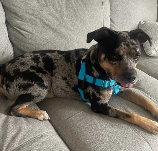 Photo of Nova