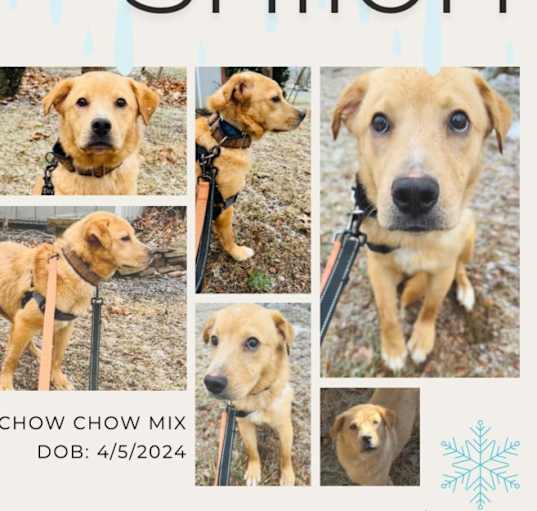 Photo of Shiloh