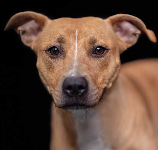 Photo of Bitsy