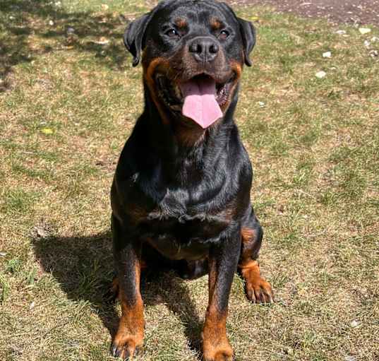 Photo of Gotti