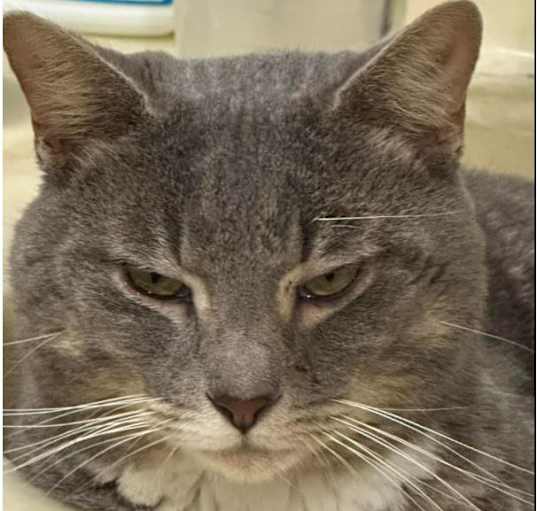 Photo of Ollie