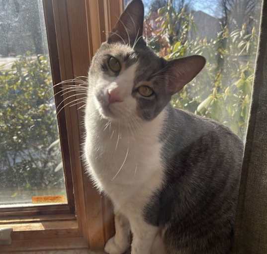 Photo of Milo