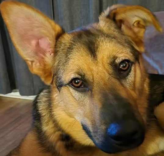 Photo of Bear