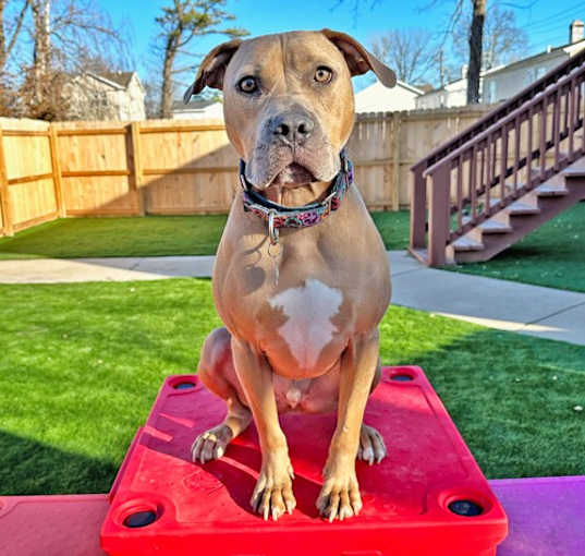 Photo of Grover
