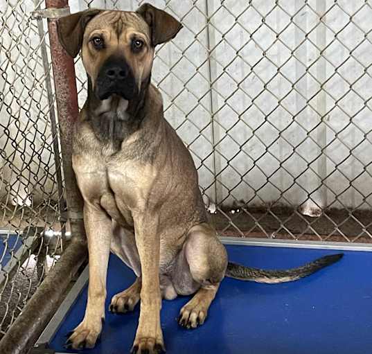 Photo of Brutus