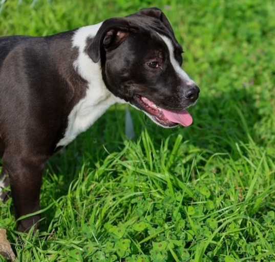 Photo of Cosmo