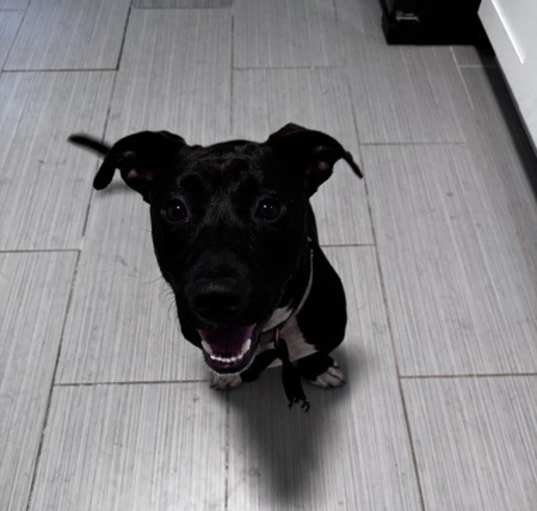Photo of Shorty (brandon)