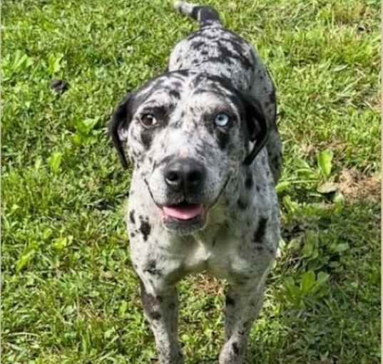 Photo of Maggie - Blue Leopard Catahoula Mix