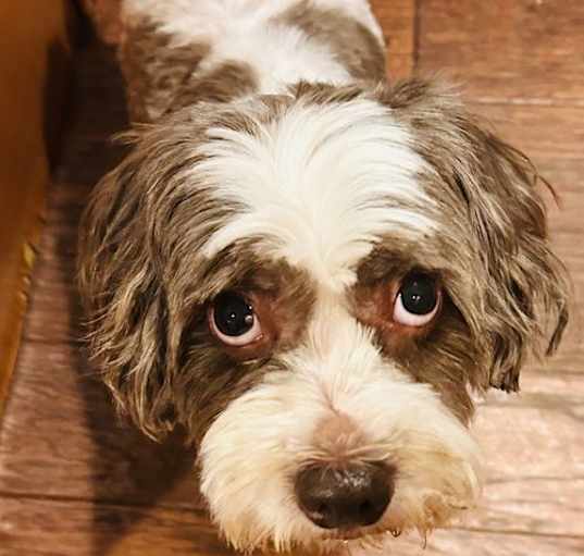 Photo of Archie