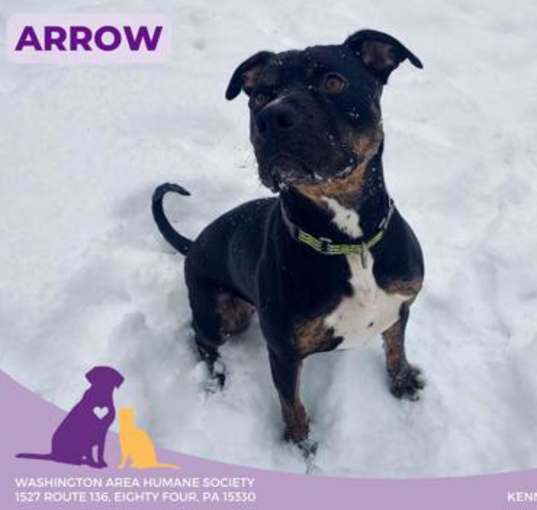 Photo of Arrow