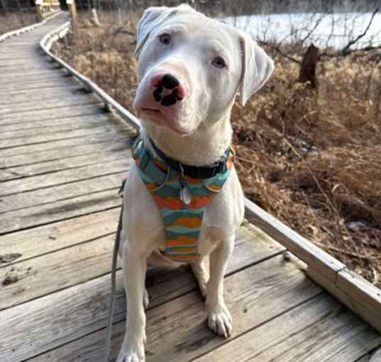 Photo of Woody