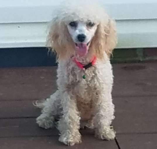 Photo of DOTTIE
