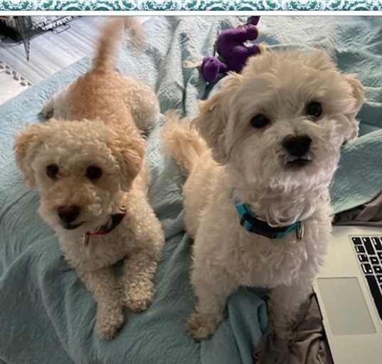 Photo of Zar and Quasar - C.TX