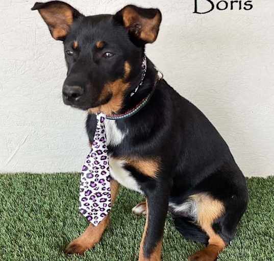 Photo of Boris