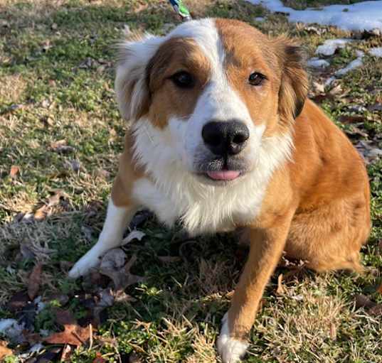 Photo of Buttercup