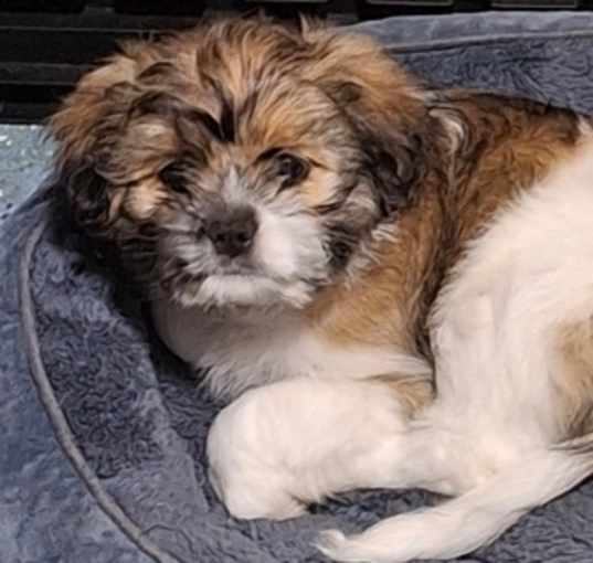Photo of Tess