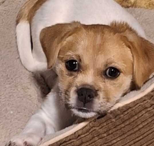 Photo of Tillie
