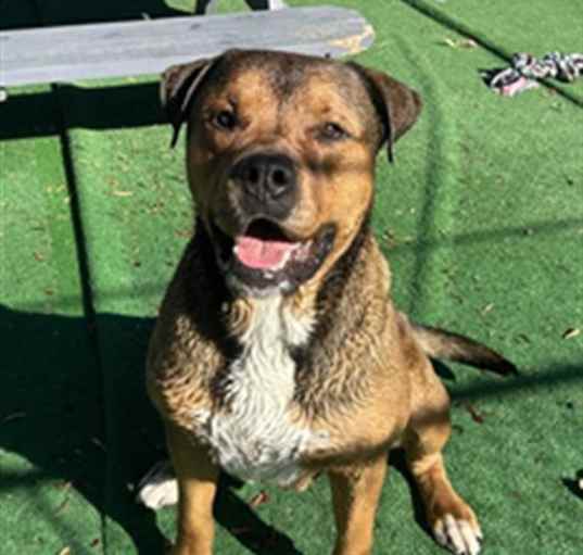 Photo of BEEFCAKE- IN FOSTER