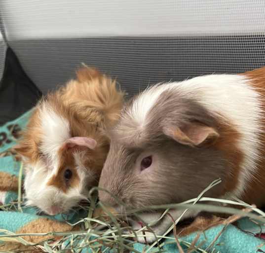 Photo of Squid & Ollie
