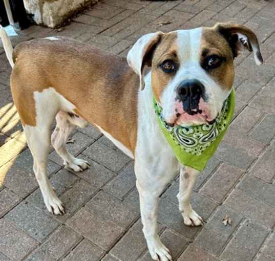 Photo of Milo