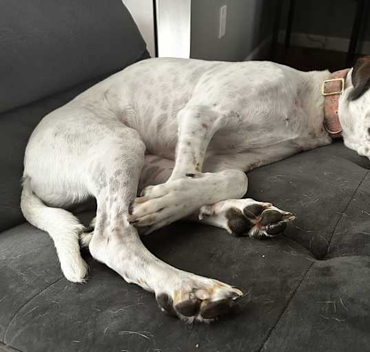 Photo of Willow