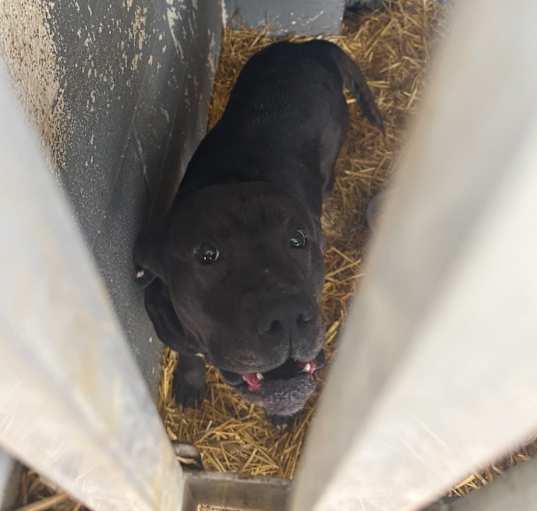 Photo of Boone