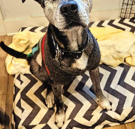 Photo of Patches *BLIND*