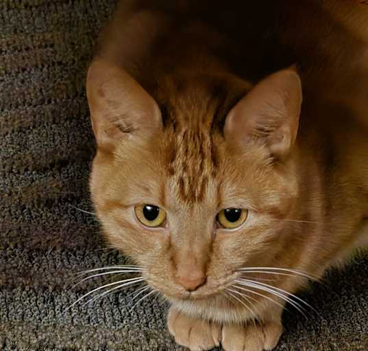 Photo of Squeak