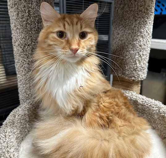 Photo of Pumpkin