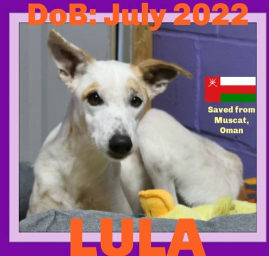 Photo of LULA - Fostered in New Hampshire
