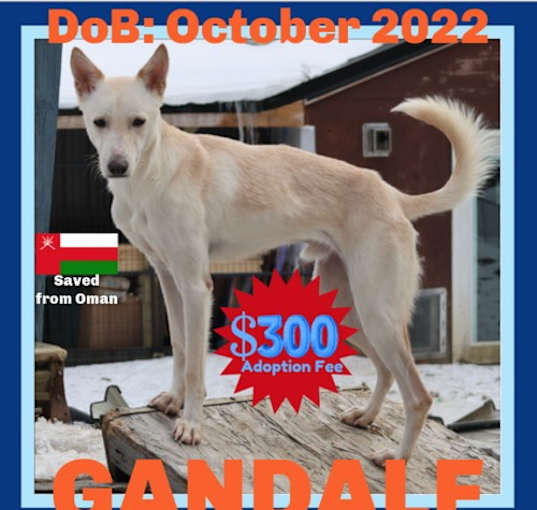 Photo of GANDALF - $150