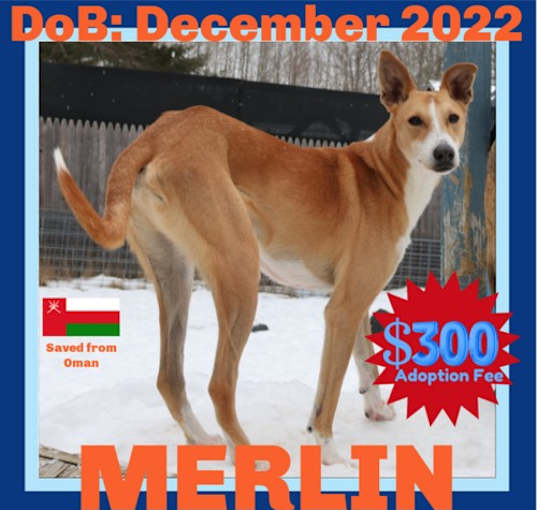 Photo of MERLIN - $150