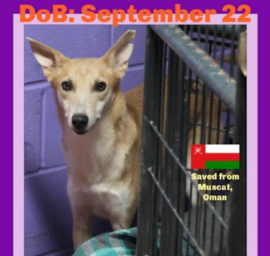 Photo of SUKI - $300