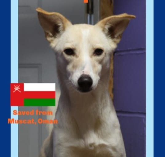 Photo of DEXTER -$300