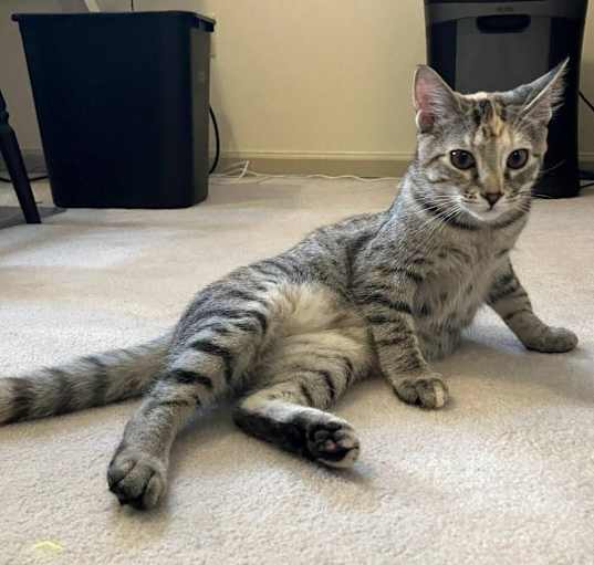 Photo of Cleo
