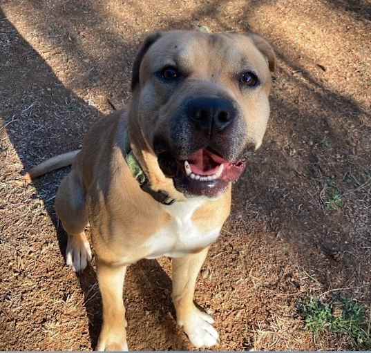 Photo of Buck
