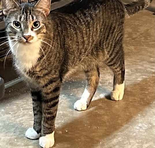 Photo of Mr. Socks