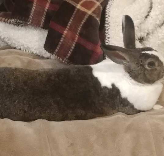 Photo of Maple