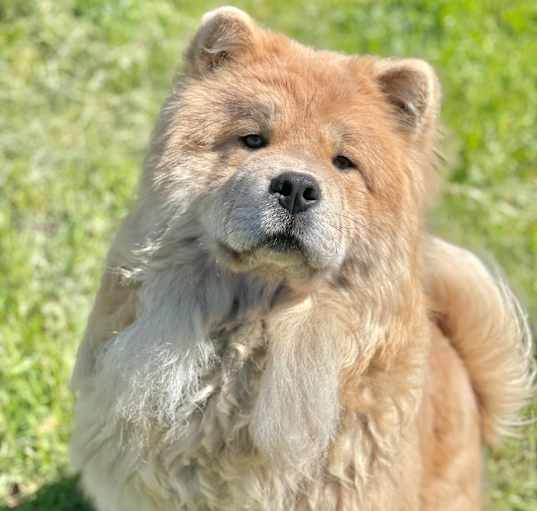 Photo of Mooncake