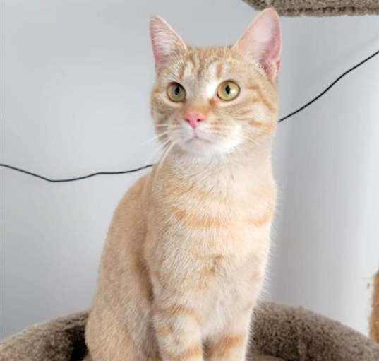 Photo of Penny