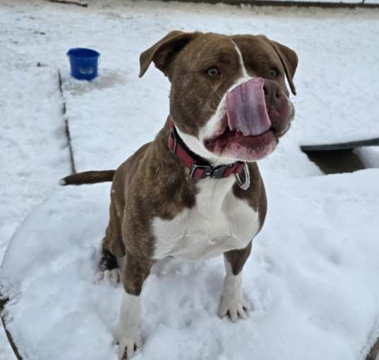 Photo of Bruno