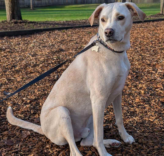 Photo of Louie