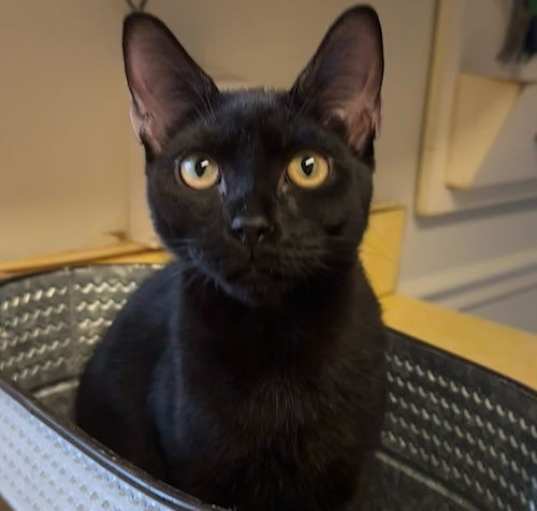 Photo of Stormy