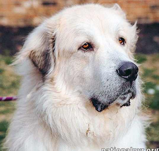 Photo of Kenobi in CT - Loves to Cuddle!