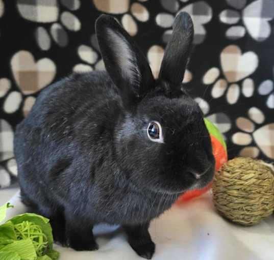 Photo of Roxie